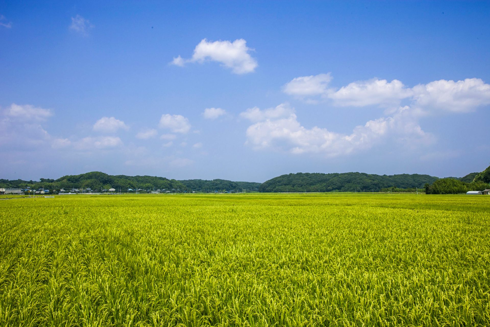 田んぼ